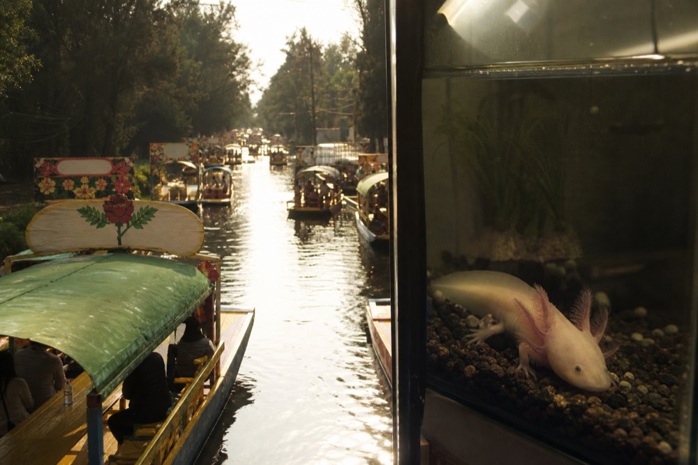 An axolotl with feathery pink gills resting on gravel in a lit glass tank
