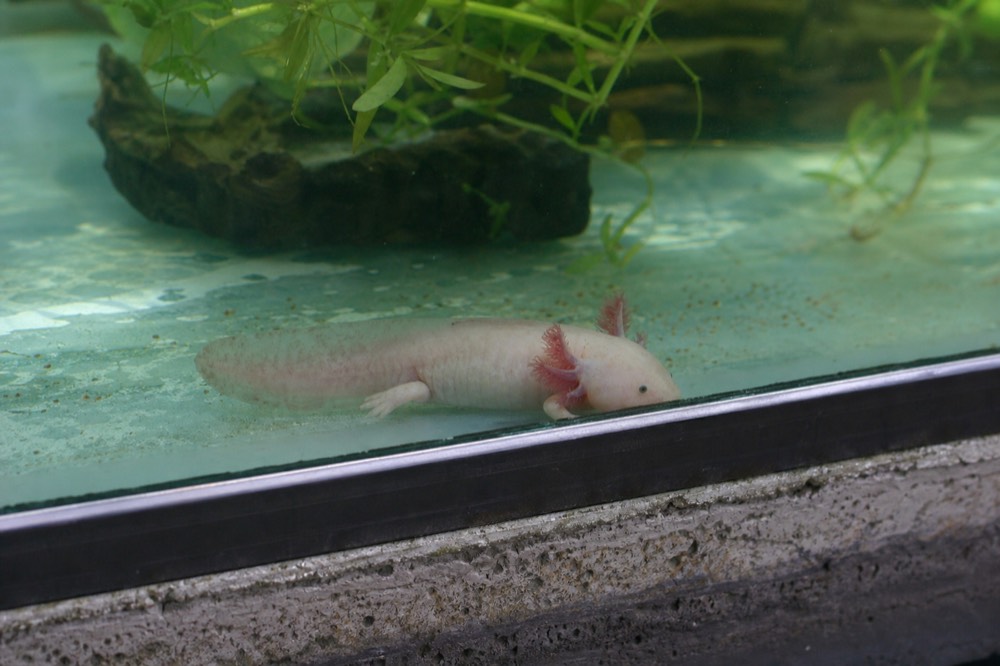 Pale axolotl with feathery external gills resting on the floor of a clean conservation tank under soft light