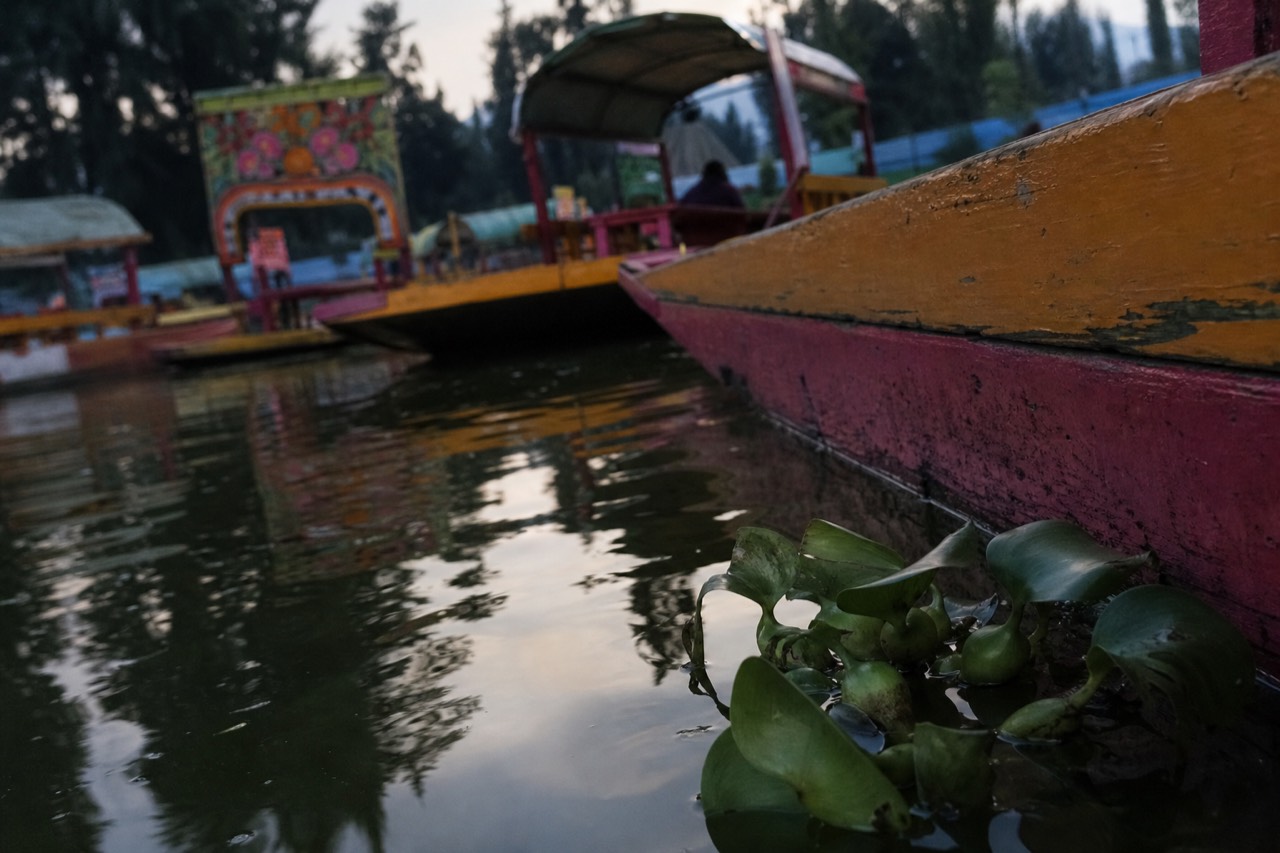 Close view of murky green canal water beside a wooden boat hull, water hyacinth leaves floating at the edge