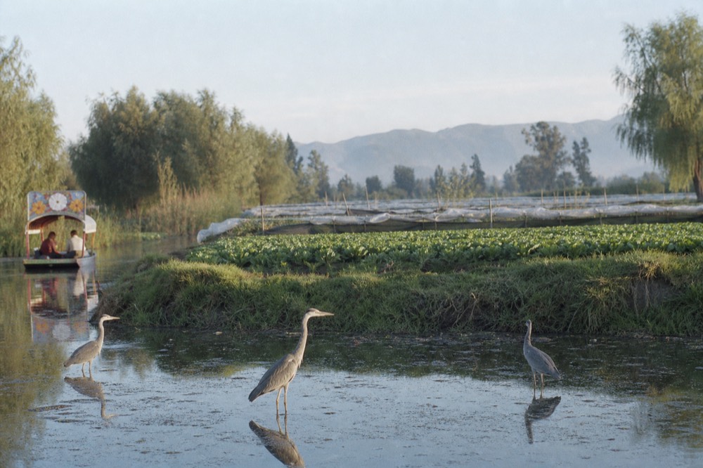 Green farm plots edged with willow trees along a narrow waterway, with plastic-covered nursery beds visible behind them