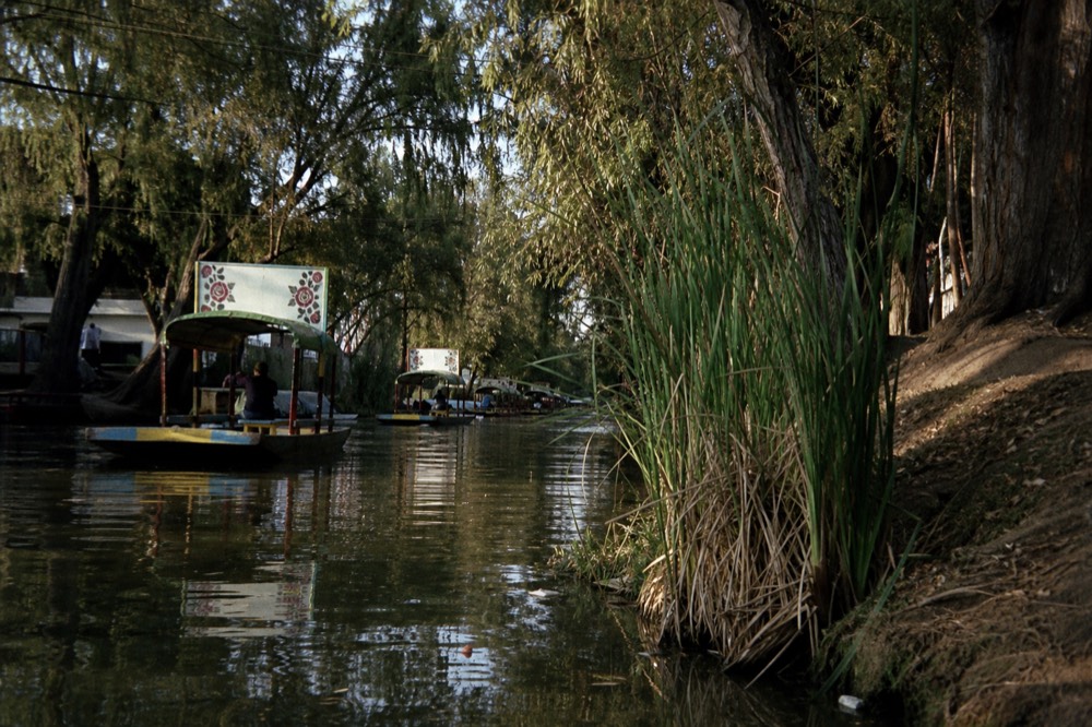 A shallow canal edge showing murky green water lapping against a muddy bank planted with tall reeds