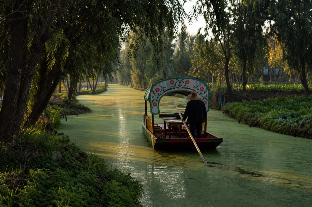 Empty green canal at dawn with a single pole-driven boat and rows of leafy vegetable beds on the banks