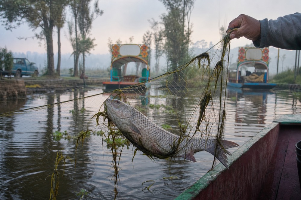 A large silver-scaled introduced fish caught in a fine net held above the surface of a murky canal, weed hanging from the mesh