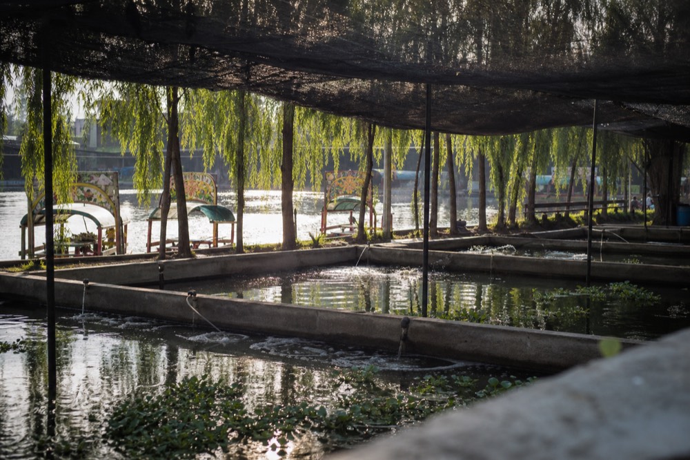 Rows of shallow rectangular breeding tanks under a shade roof, clear water and aeration lines, plants floating on the surface
