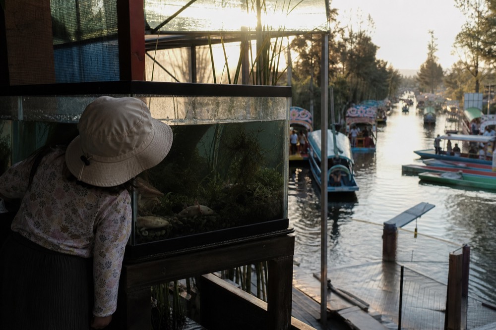 A child in a sun hat leaning close to a glass viewing tank in a shaded education shelter, watching pale amphibians among aquatic plants