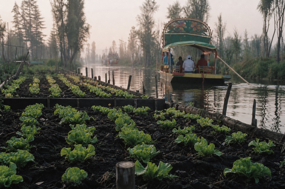 Close view of dark wet soil in a raised planting bed with rows of young lettuce, canal water visible just beyond the edge