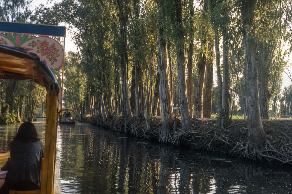 A line of tall narrow willows growing along a canal bank, their pale trunks reflected, roots exposed at the waterline
