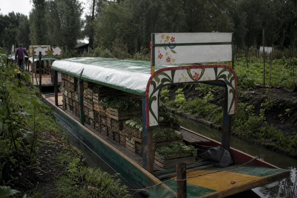 A farmer's flat wooden cargo boat loaded with stacked crates of green vegetables, tied to a low earth bank beside planted beds