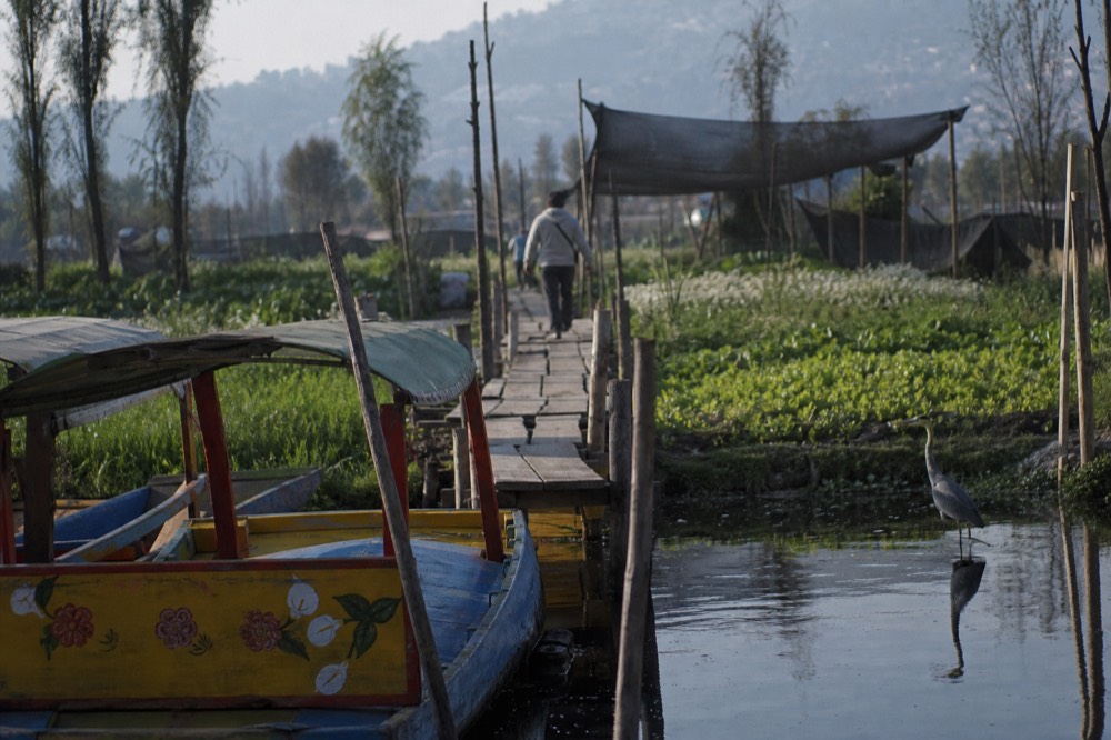 A simple plank walkway leading from a boat landing onto a farm island, with a shade structure and long planting beds behind