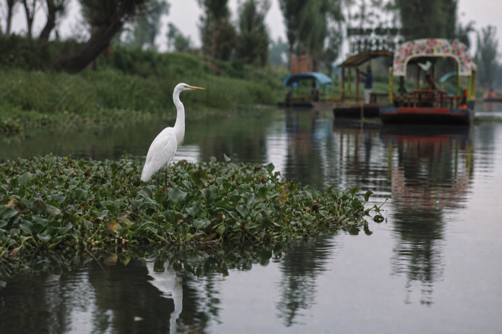 A white egret standing at the edge of a floating mat of water hyacinth, canal water and green farm bank behind it
