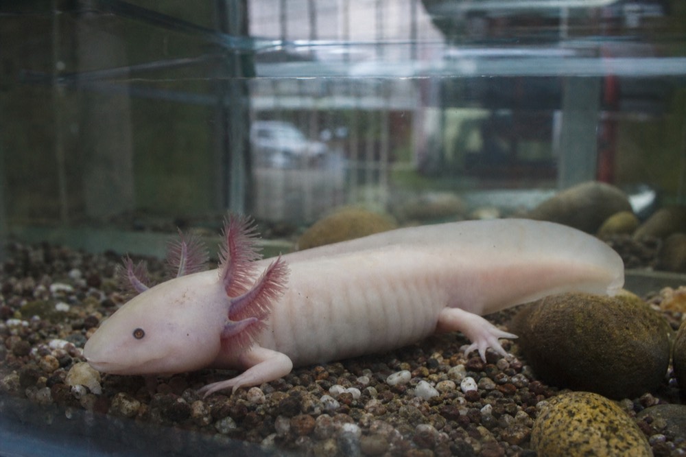 Pale axolotl with feathery external gills resting on the gravel floor of a lit conservation tank, viewed through glass