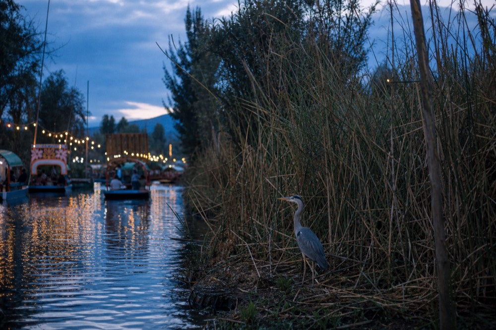 Reed beds and a heron standing at the edge of a quiet canal at dusk, protected wetland vegetation dense along the bank